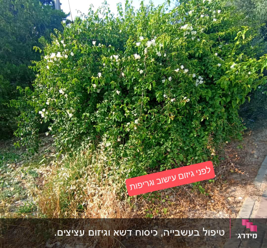 שיח ירוק עם פרחים לבנים בגינה
